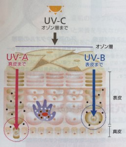 UV-B（紫外線Ｂ波）