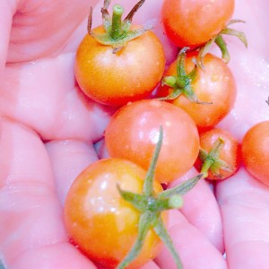 トマトの収穫&#x1f345;
