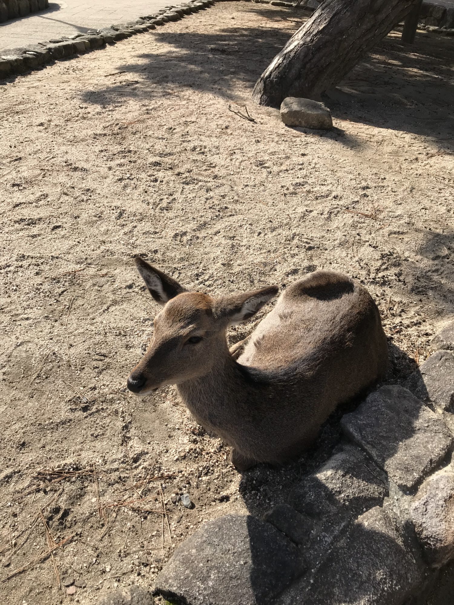 広島観光鹿編