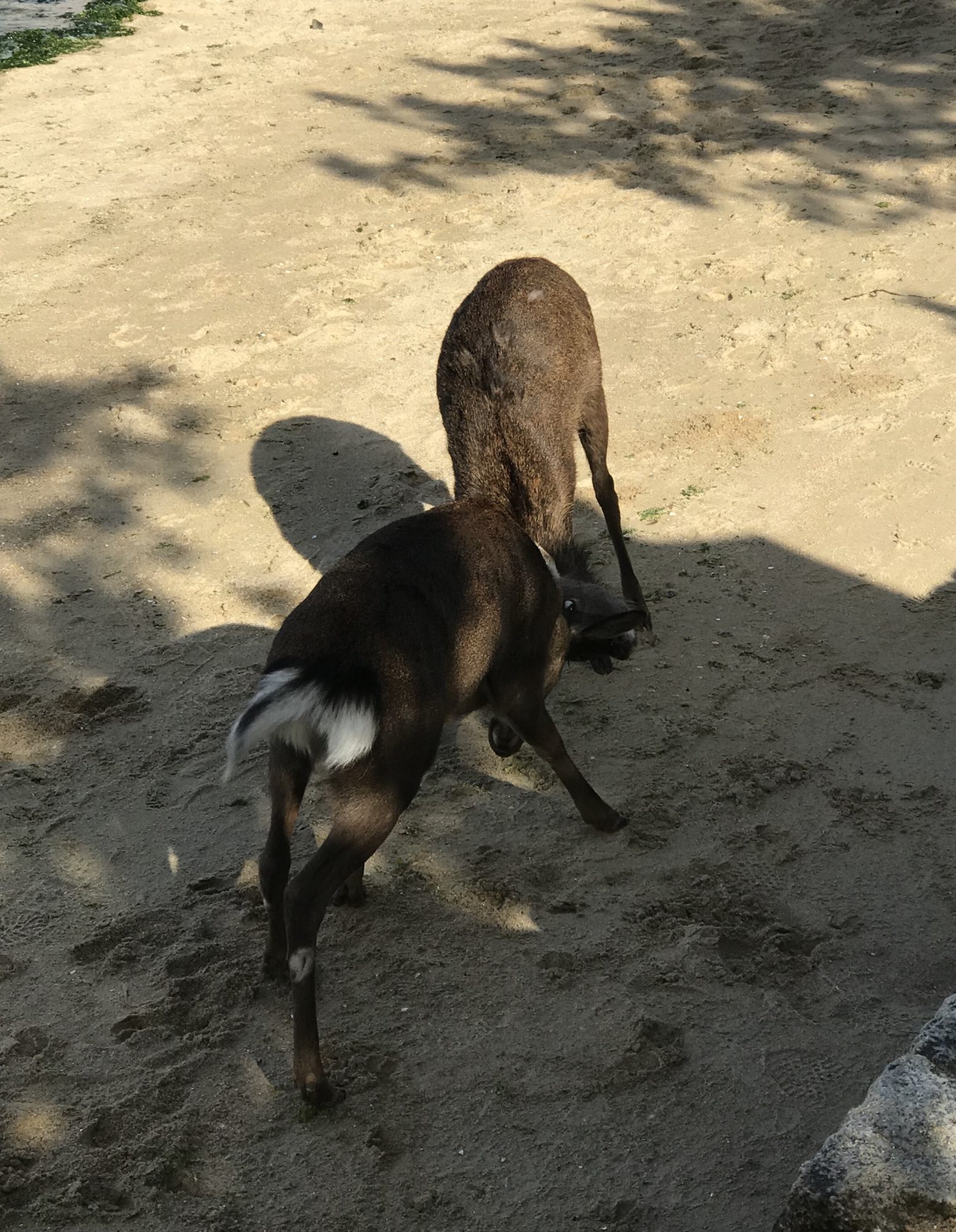 広島観光、鹿激闘編