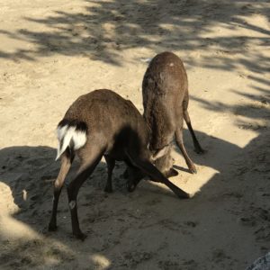 広島観光、鹿激闘編