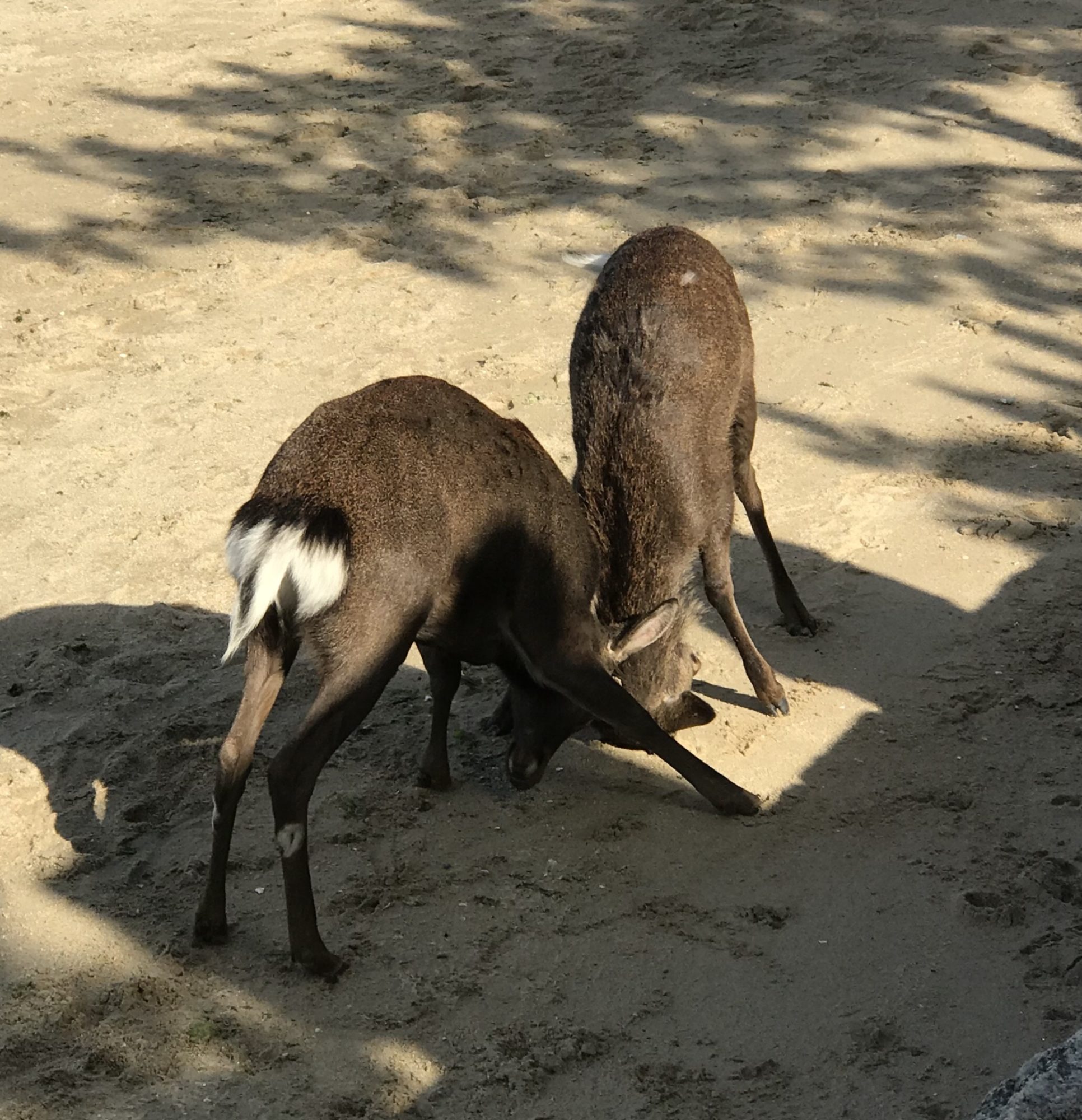 広島観光、鹿激闘編