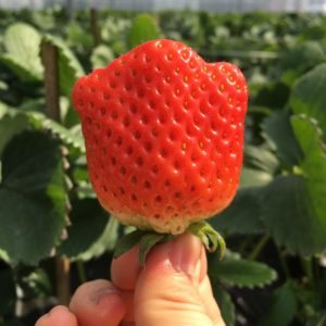 いちご狩り🍓