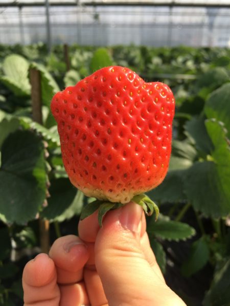 いちご狩り&#x1f353;