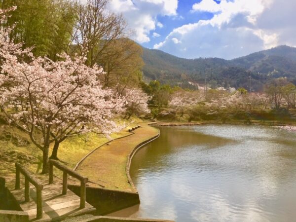 お花見&#x1f338;