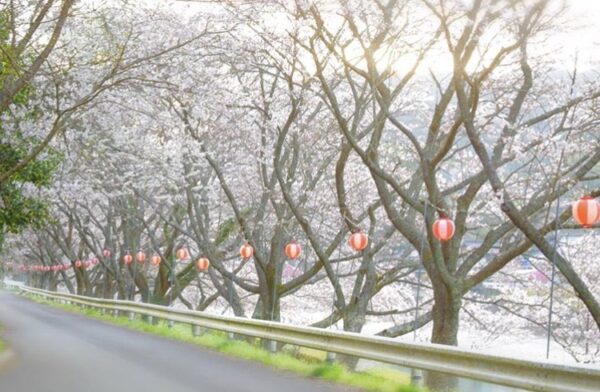 お花見&#x1f338;