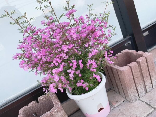 お花植え替え